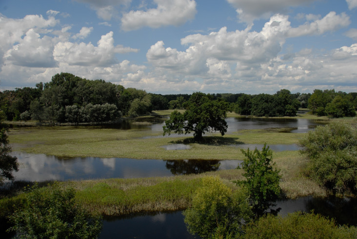 Nivy riek Morava a Dyje © Gerhard Egger_WWF